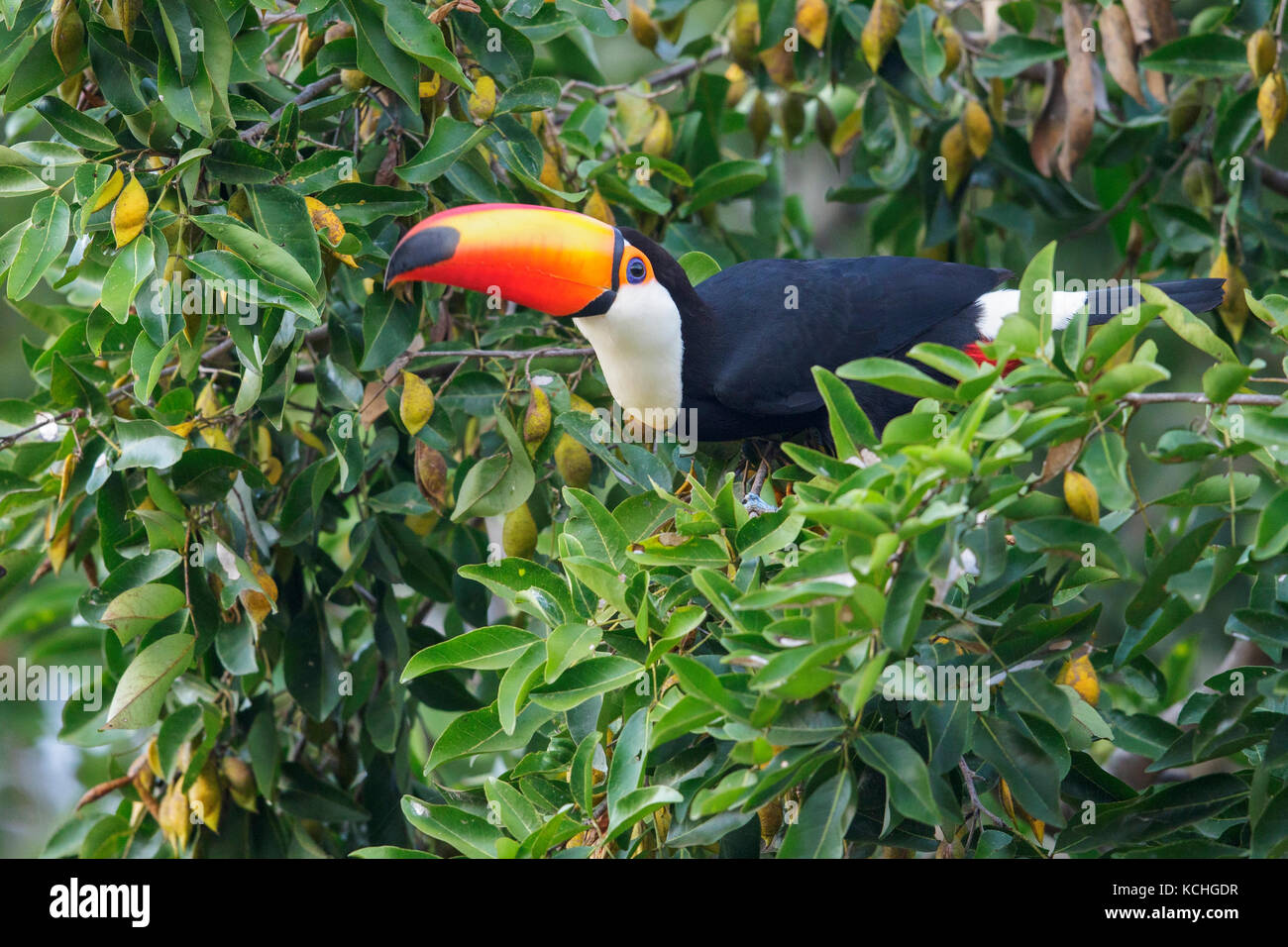 Toucan Toco (Ramphastos toco) perché sur une branche dans la région du Pantanal brésilien. Banque D'Images Toucan Toco (Ramphastos toco) perché sur une branche dans la région du Pantanal brésilien. Banque D'Images