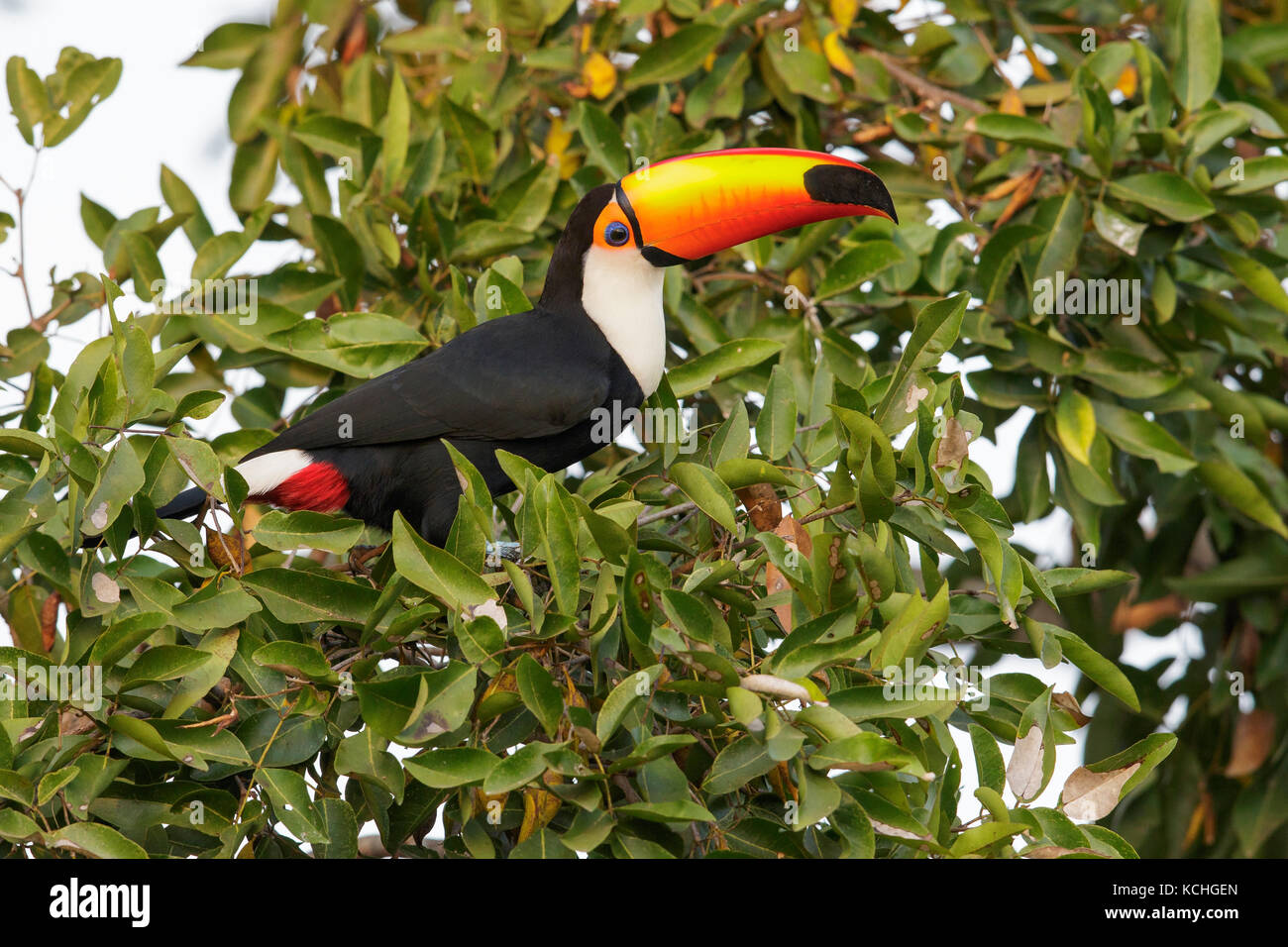 Toucan Toco (Ramphastos toco) perché sur une branche dans la région du Pantanal brésilien. Banque D'Images Toucan Toco (Ramphastos toco) perché sur une branche dans la région du Pantanal brésilien. Banque D'Images