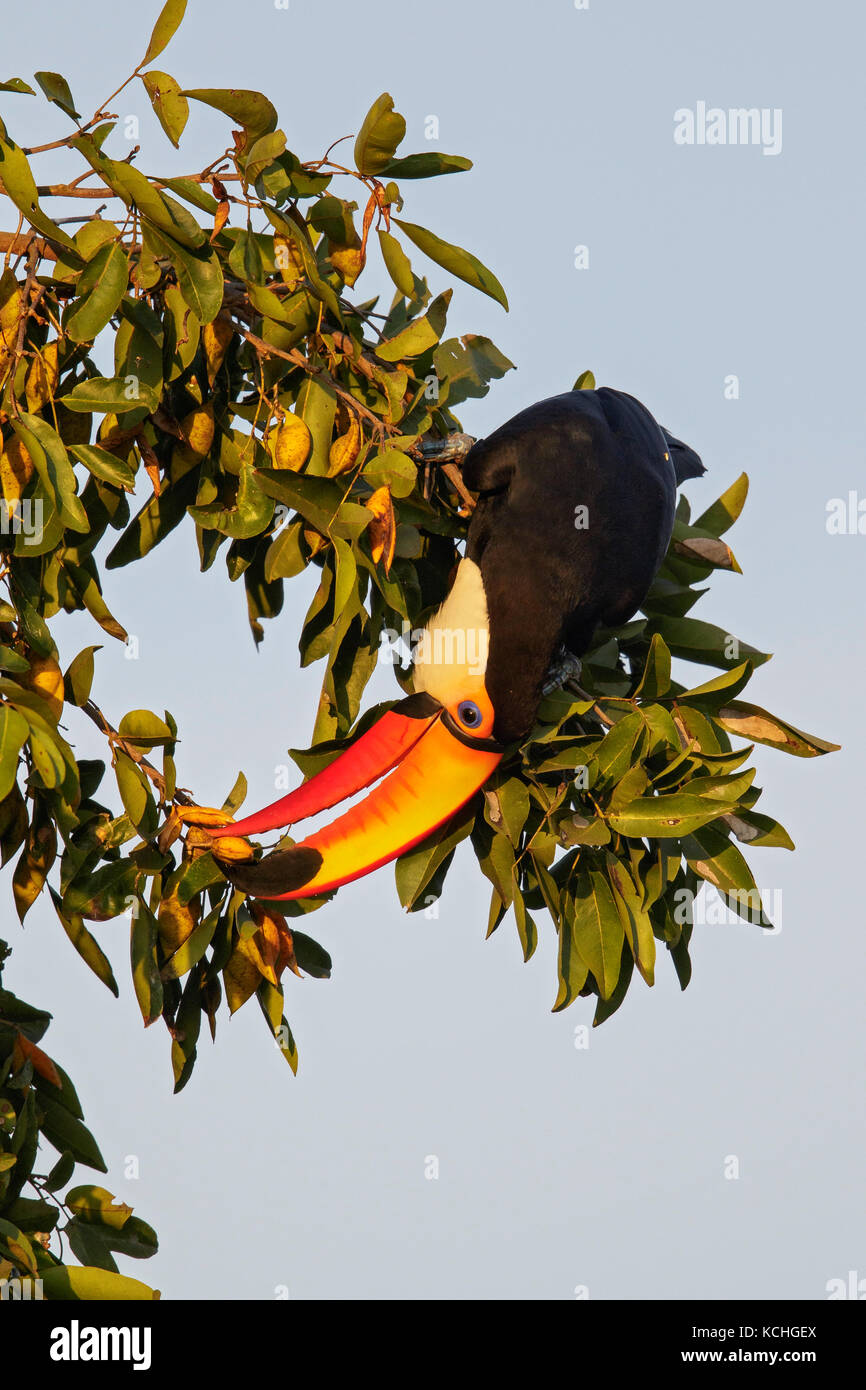 Toucan Toco (Ramphastos toco) perché sur une branche dans la région du Pantanal brésilien. Banque D'Images