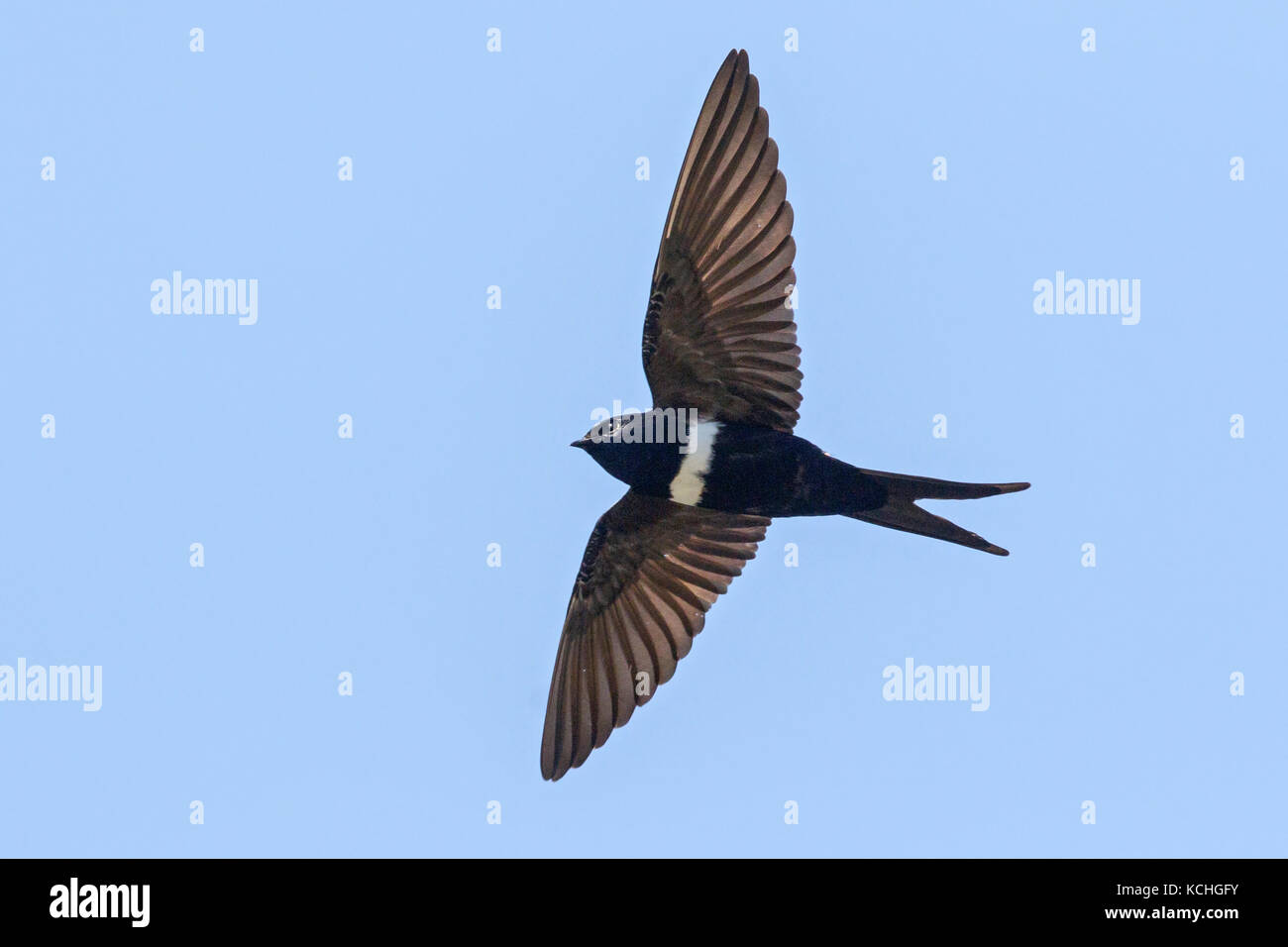 White-banded Swallow (Atticora fasciata) voler dans l'Amazonie du Brésil. Banque D'Images