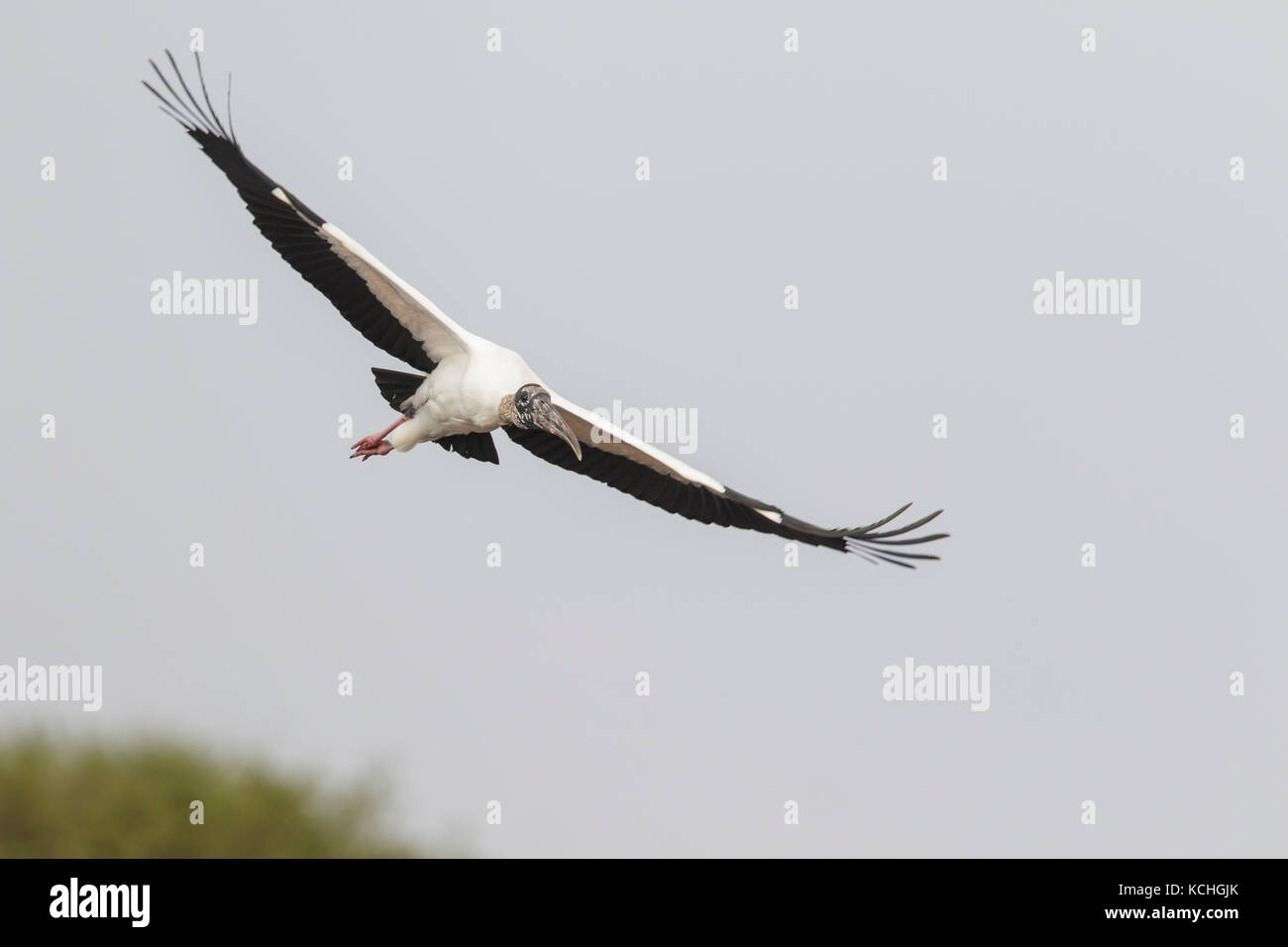 Wood Stork (Mycteria americana) voler dans la région du Pantanal brésilien. Banque D'Images