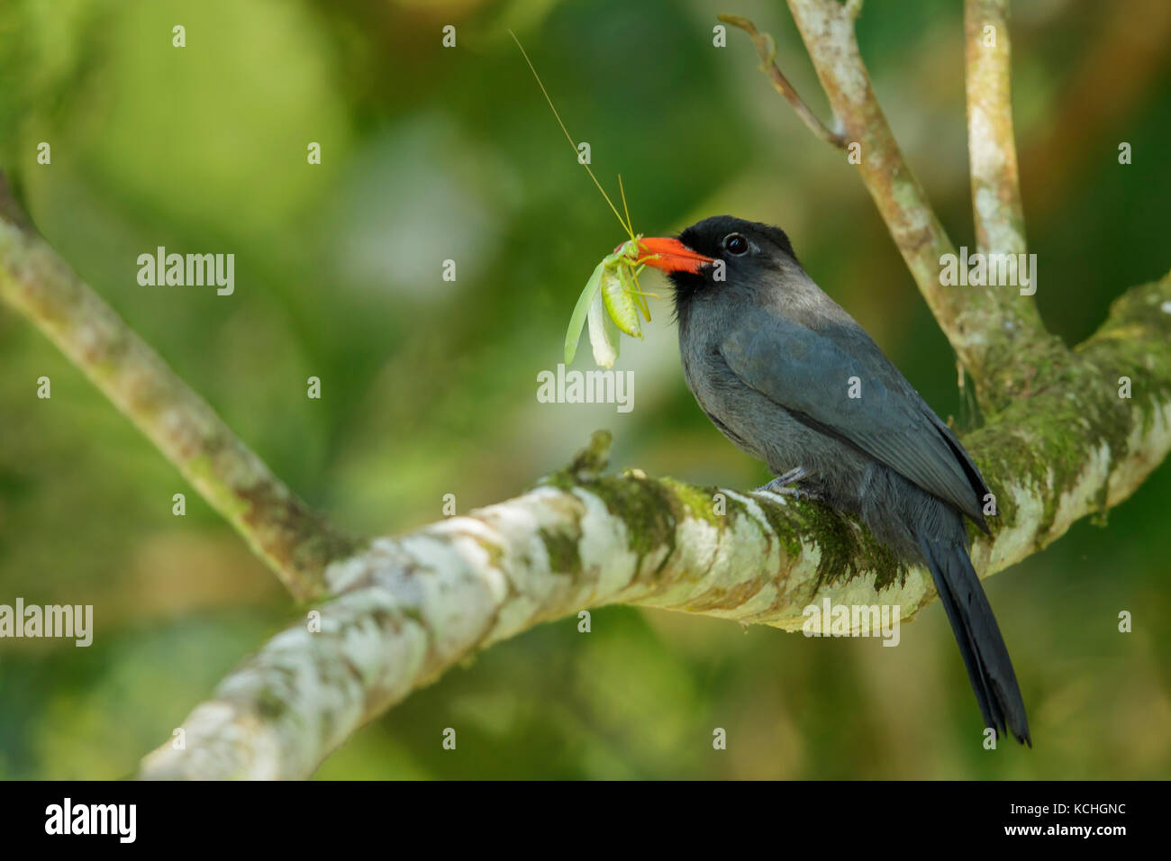 Bihoreau Nunbird (Monasa nigrifrons) perché sur une branche dans le parc national de Manu, Pérou. Banque D'Images