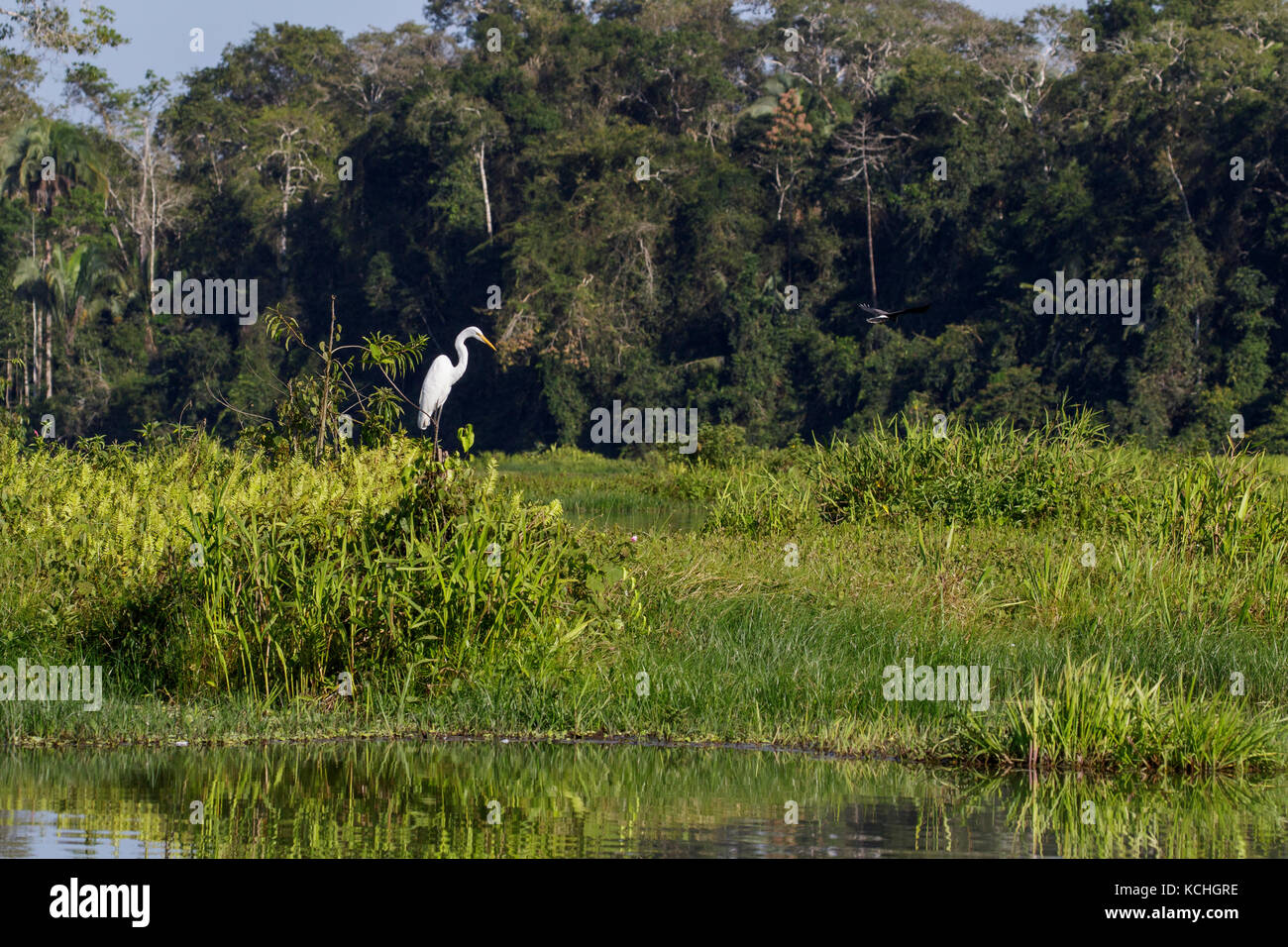 Grande Aigrette (Ardea alba) perché sur une branche dans l'Amazone au Pérou. Banque D'Images