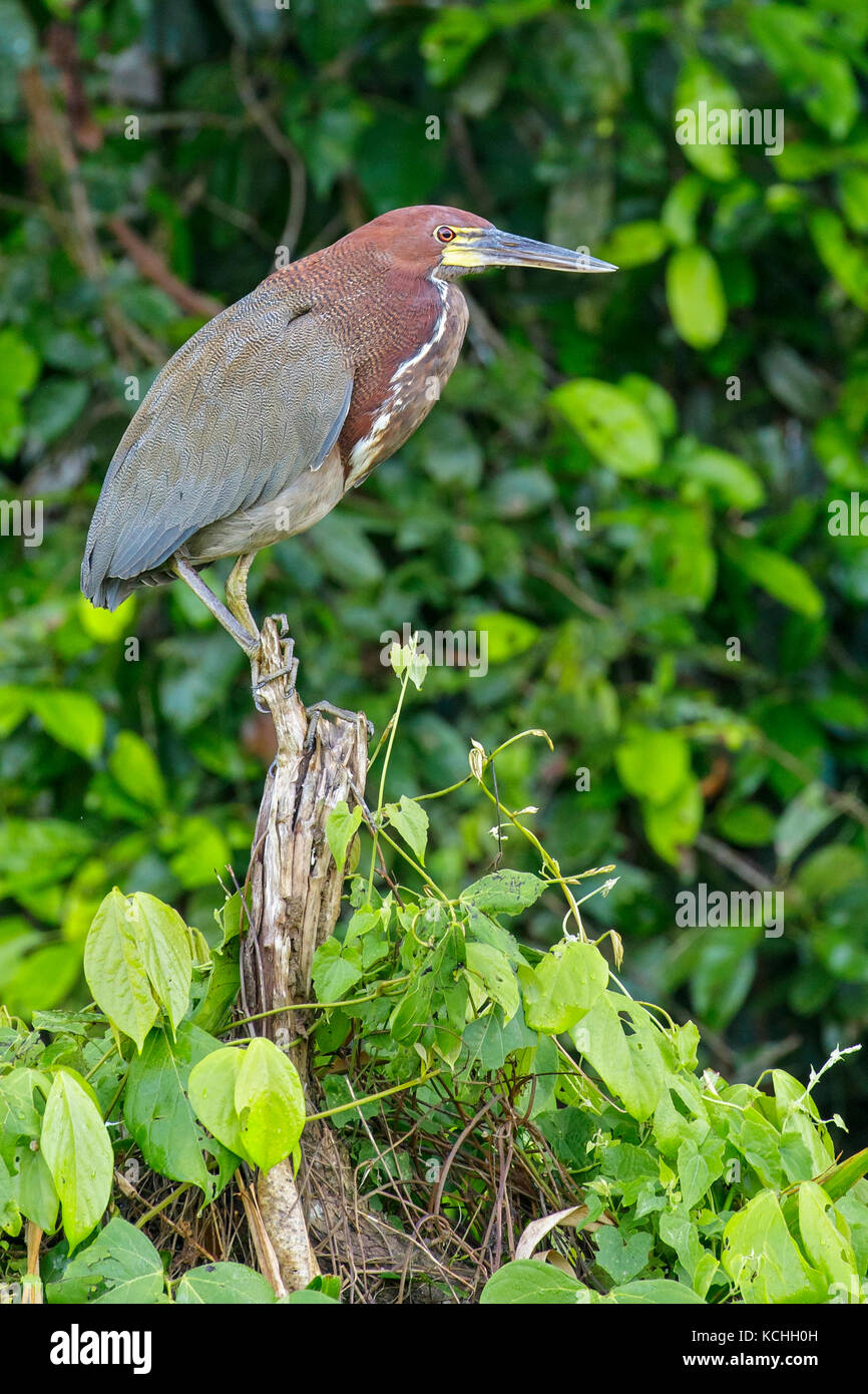(Tigrisoma lineatum Rufescent Tiger-Heron) perché sur une branche dans l'Amazone au Pérou Banque D'Images