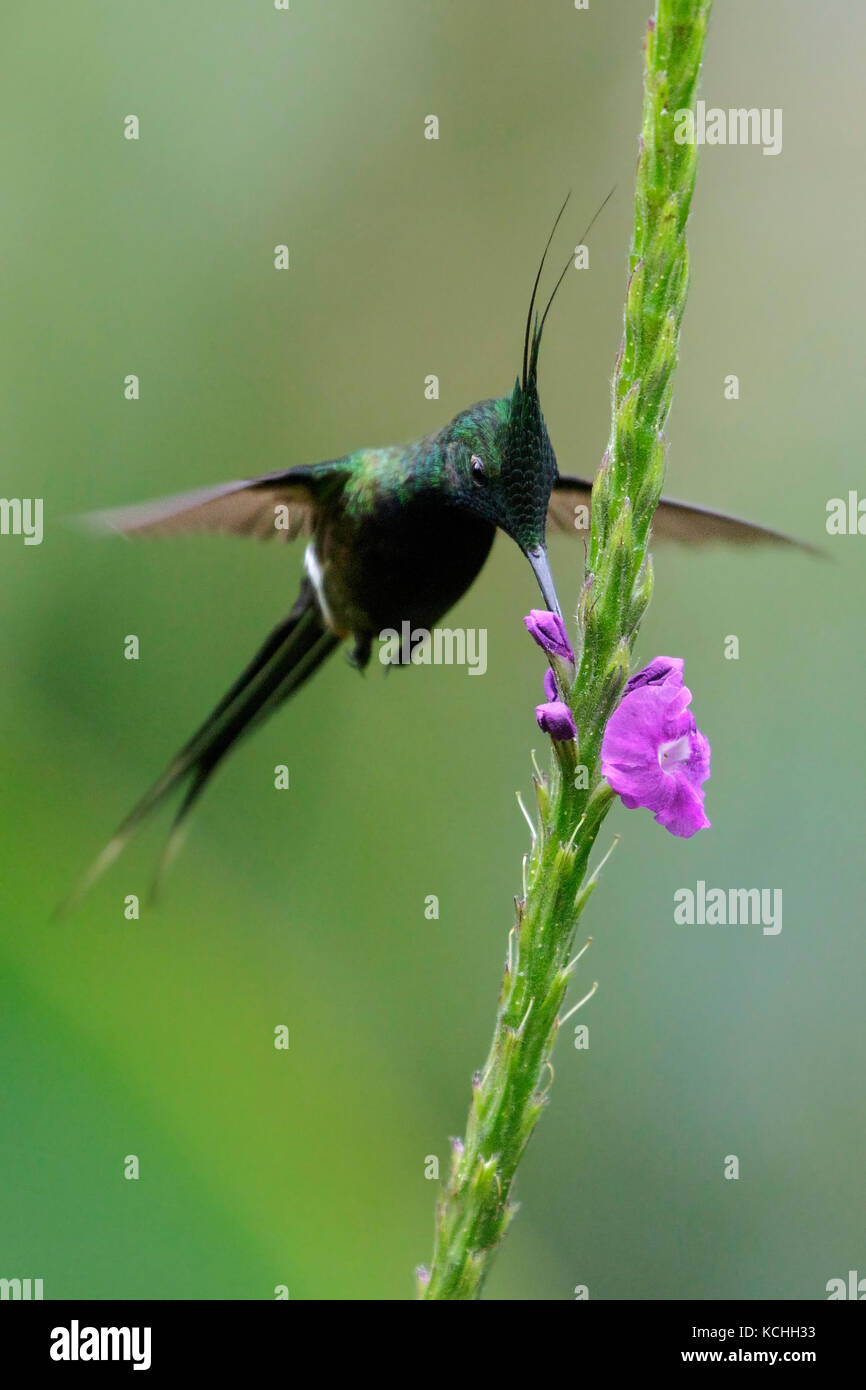 Wire-crested Thorntail (Popelairia popelairii) battant et s'alimenter à une fleur dans l'Amazone au Pérou Banque D'Images