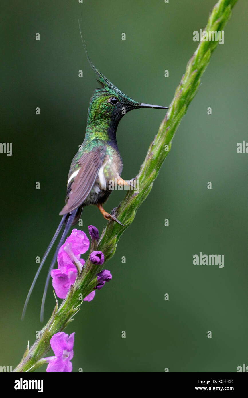 Wire-crested Thorntail (Popelairia popelairii) perché sur une branche dans l'Amazone au Pérou. Banque D'Images