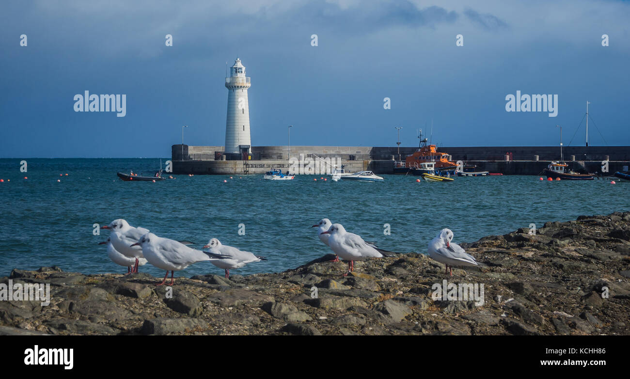 Phare de Donaghadee avec mouettes Banque D'Images