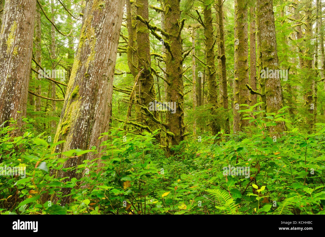 Un bosquet d'Epicéa de Sitka (Picea sitchensis) et le thuya géant (Thuja plicata) sur la côte ouest de l'île de Vancouver, C.-B. Banque D'Images