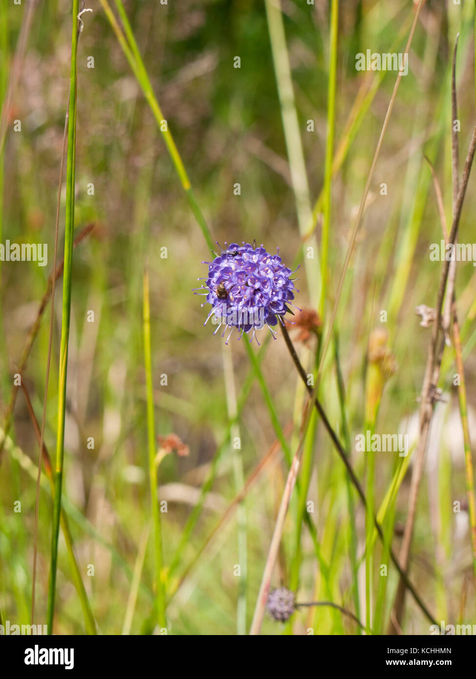Devil's bit scabious (Succisa pratensis) floraison sur Rannoch Moor, les Highlands écossais Banque D'Images