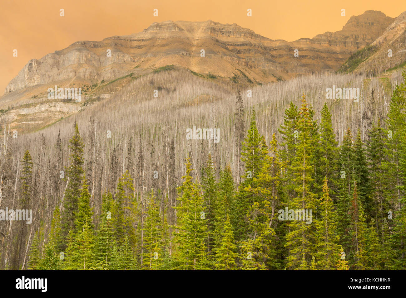 Une forêt brûlée et incendies de forêt actuels avec Mont Stanley, dans le parc national Kootenay, Colombie-Britannique Banque D'Images