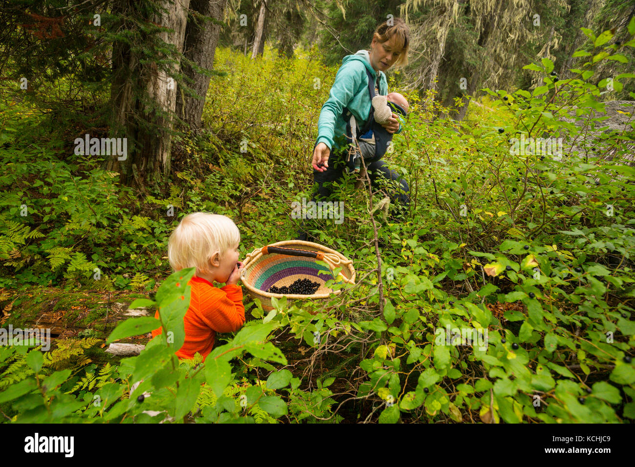 Une femme et ses deux enfants choisissez les airelles dans le parc provincial du glacier Kokanee, bien que ses plus vieux garçon est d'avoir sa part maintenant Banque D'Images