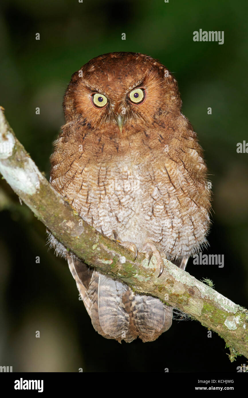 Santa Marta Screech Owl (Megascops gilesi) perché sur une branche dans les montagnes de Colombie, en Amérique du Sud. Banque D'Images