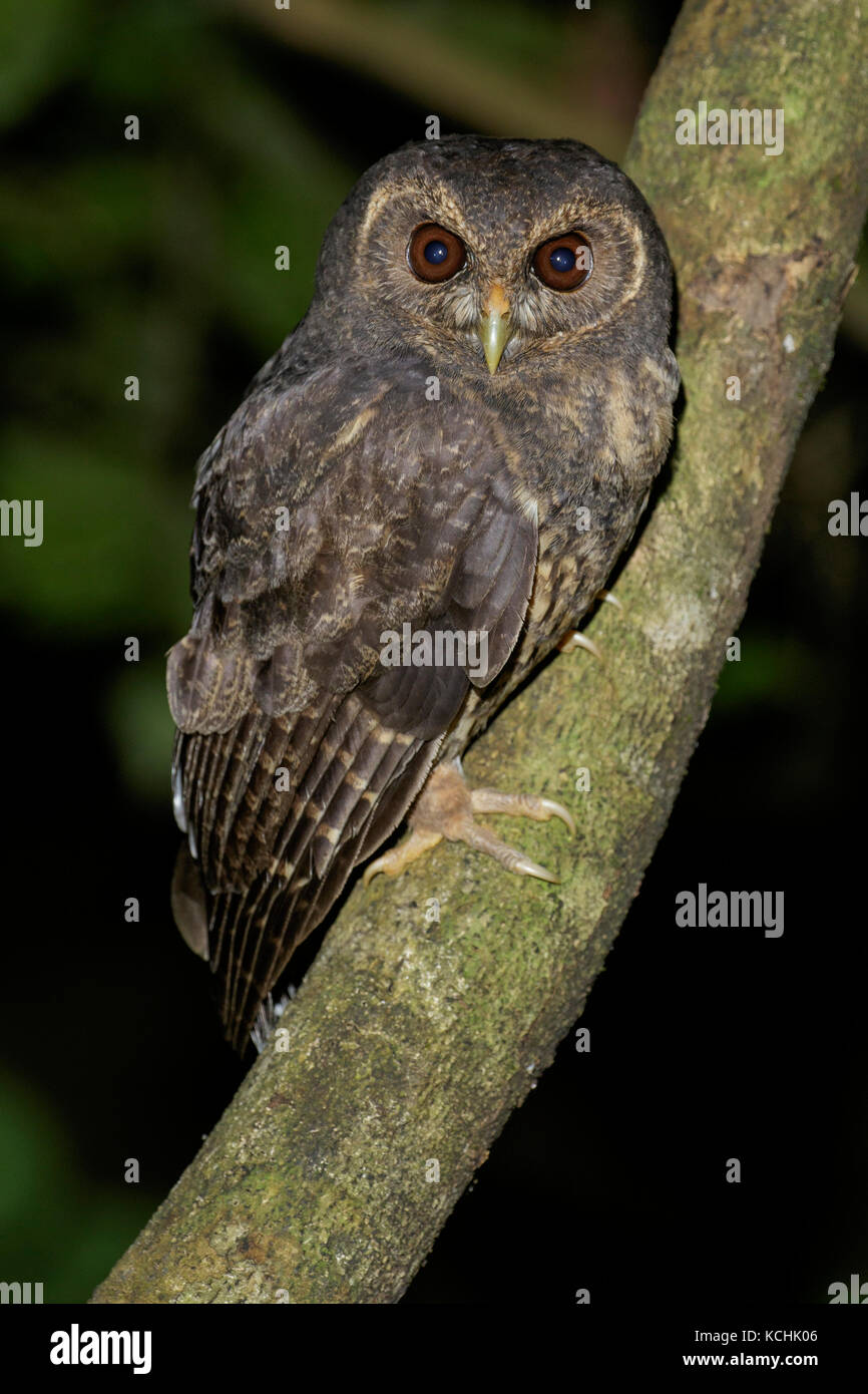 Chouette tachetée (Strix virgata) perché sur une branche dans les montagnes de Colombie, en Amérique du Sud. Banque D'Images