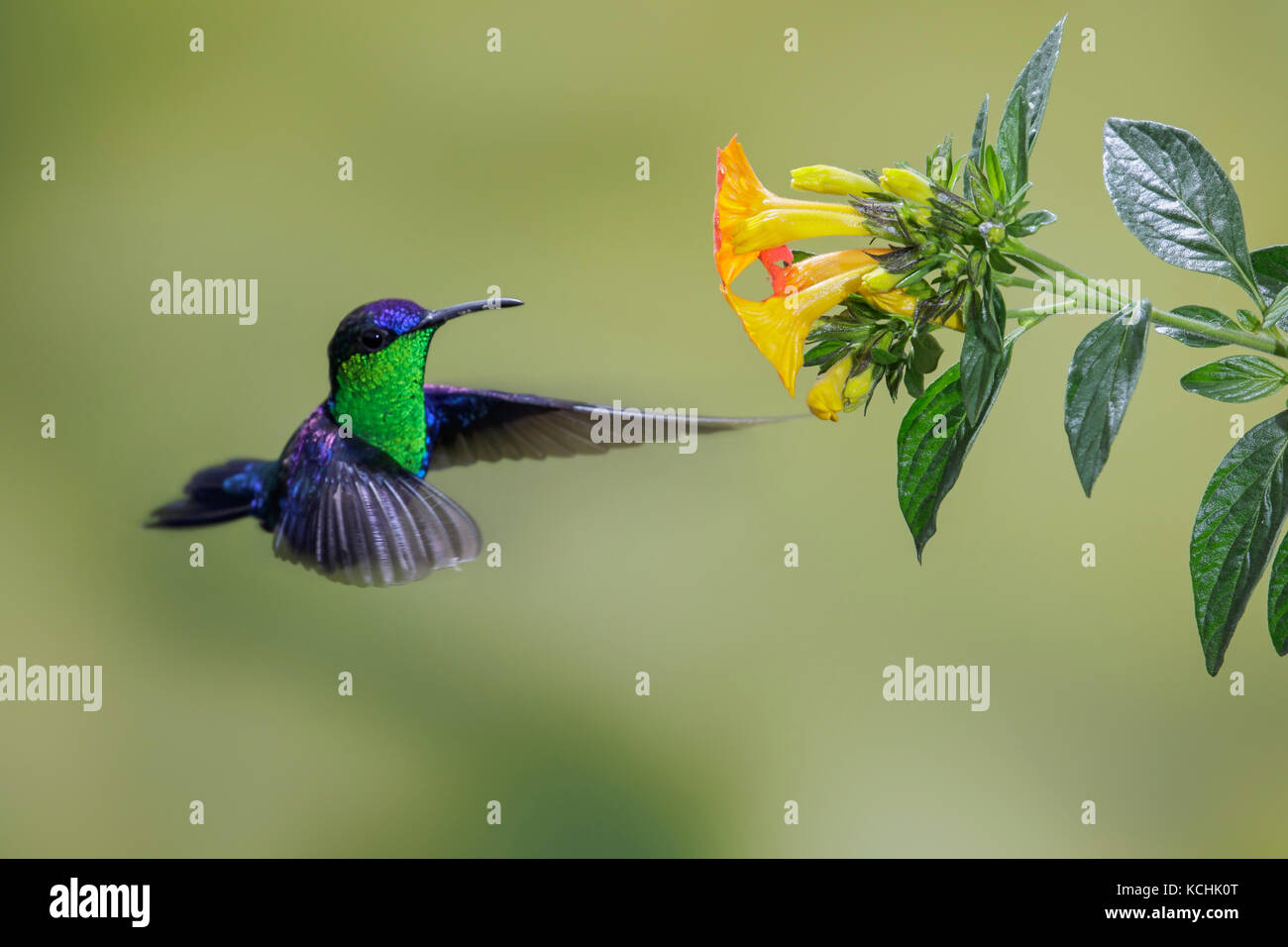 Woodnymph couronné (Thalurania columbica), volant et s'alimenter à une fleur dans les montagnes de Colombie, en Amérique du Sud Banque D'Images