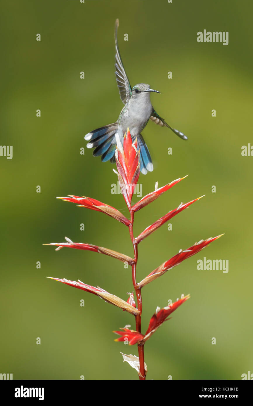 Woodnymph couronné (Thalurania columbica), volant et s'alimenter à une fleur dans les montagnes de Colombie, en Amérique du Sud. Banque D'Images