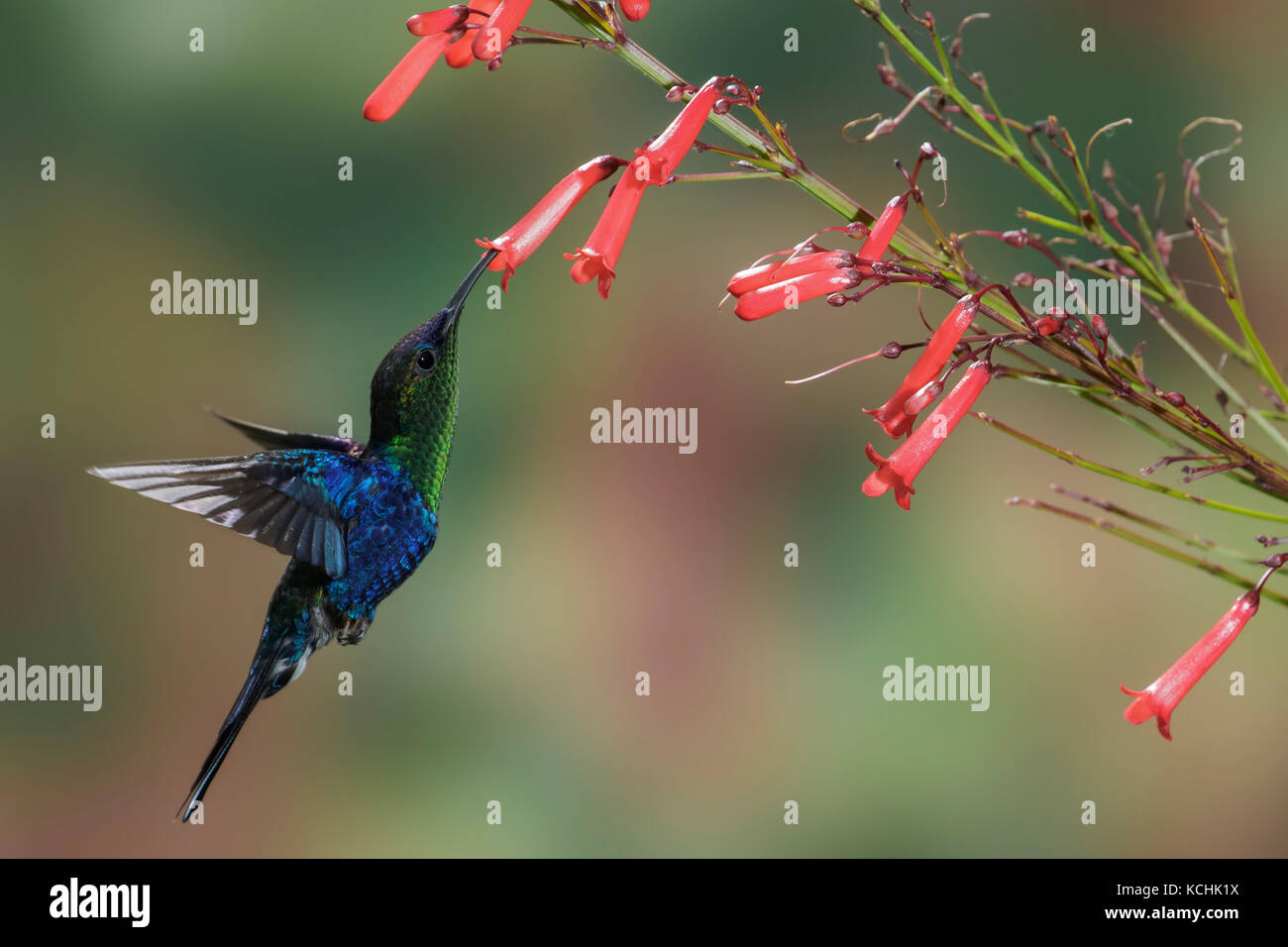 Woodnymph couronné (Thalurania columbica), volant et s'alimenter à une fleur dans les montagnes de Colombie, en Amérique du Sud. Banque D'Images
