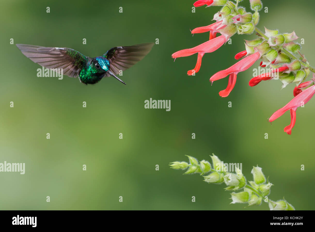 Le cerf Starfrontlet (Coeligena phalerata) battant et s'alimenter à une fleur dans les montagnes de Colombie, en Amérique du Sud Banque D'Images