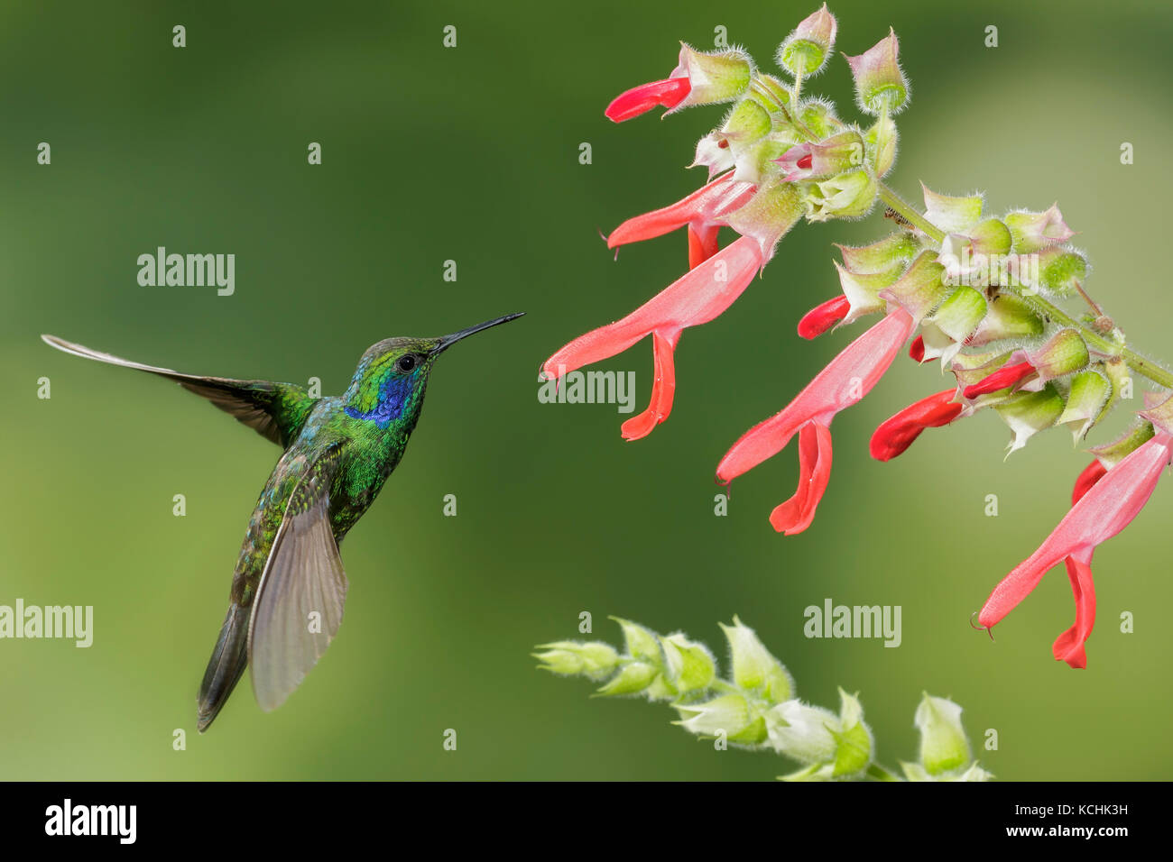 Green Violet-ear Colibri thalassinus (vol) et l'alimentation à une fleur dans les montagnes de Colombie, en Amérique du Sud. Banque D'Images