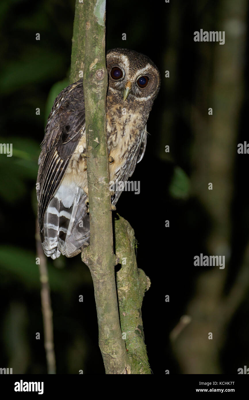 Chouette tachetée (Strix virgata) perché sur une branche dans les montagnes de Colombie, en Amérique du Sud. Banque D'Images