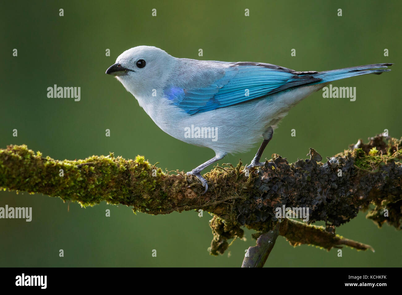 Blue-gray Tanager (Thraupis episcopus) perché sur une branche dans les montagnes de Colombie, en Amérique du Sud. Banque D'Images