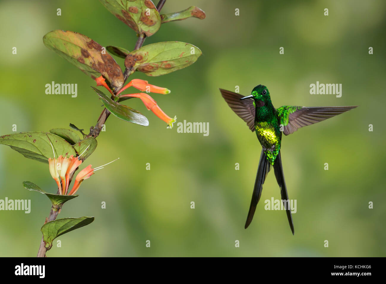 Brillant impératrice (Heliodoxa imperatrix) battant et s'alimenter à une fleur dans les montagnes de Colombie, en Amérique du Sud. Banque D'Images