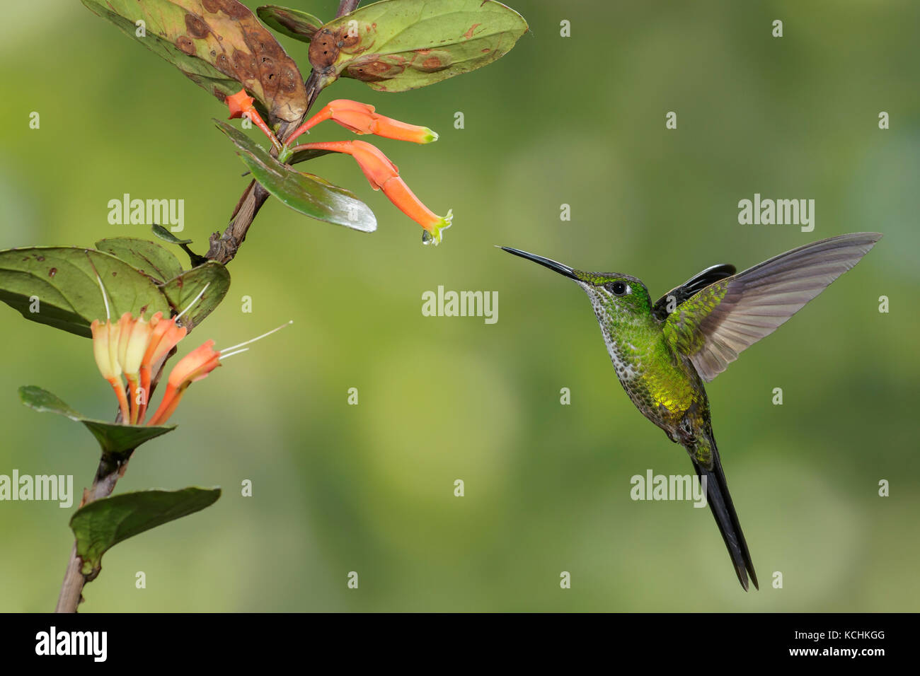 Brillant impératrice (Heliodoxa imperatrix) battant et s'alimenter à une fleur dans les montagnes de Colombie, en Amérique du Sud. Banque D'Images