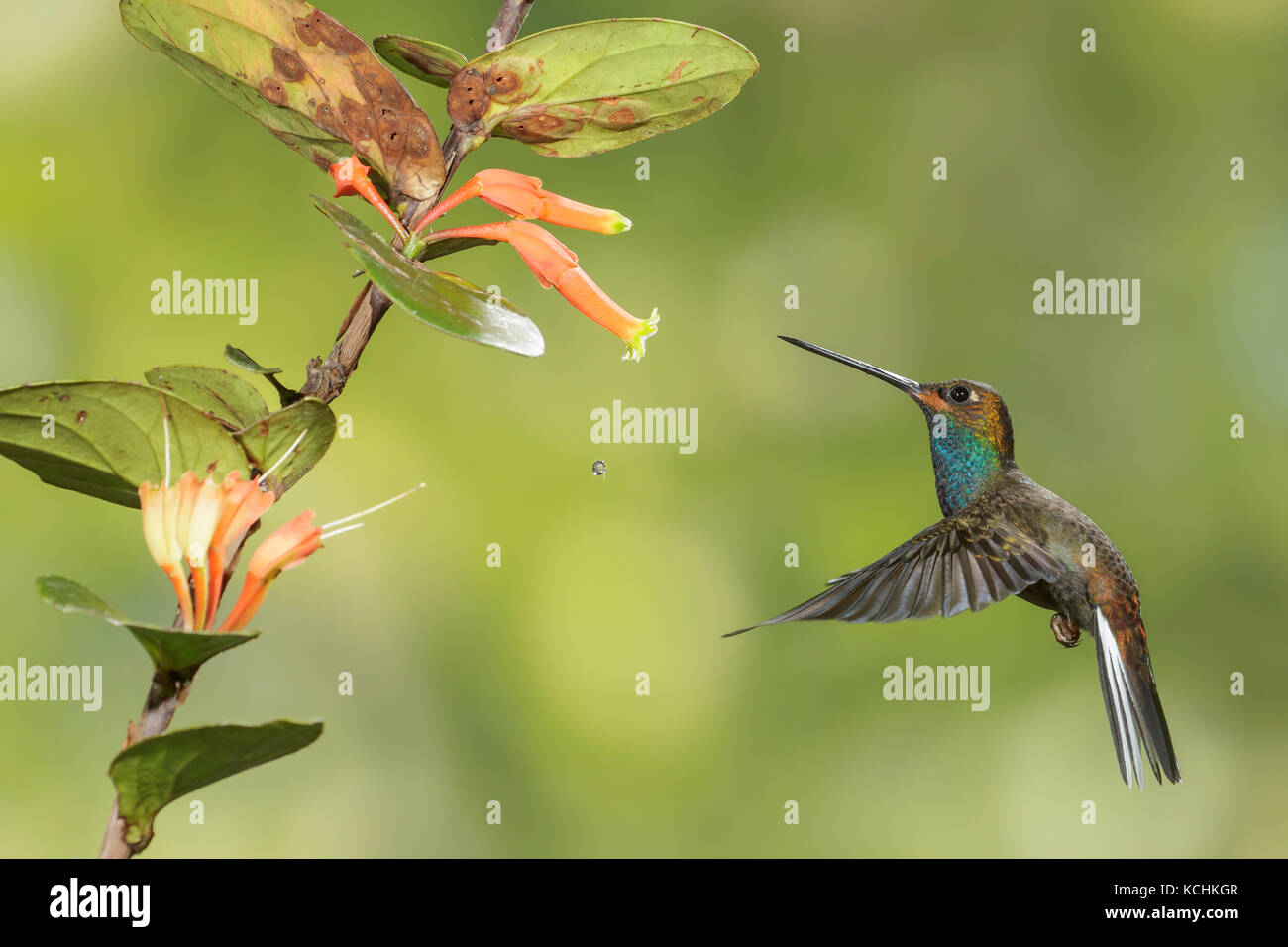 White-tailed Hillstar (Urochroa bougueri) battant et s'alimenter à une fleur dans les montagnes de Colombie, en Amérique du Sud. Banque D'Images