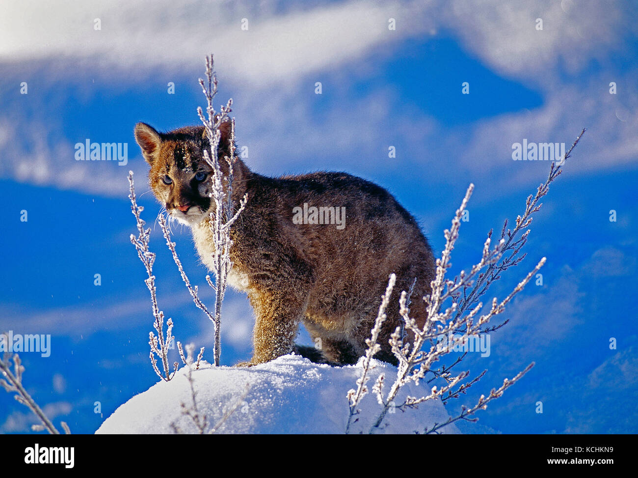 USA. Le Montana. La faune. Mountain Lion. Banque D'Images
