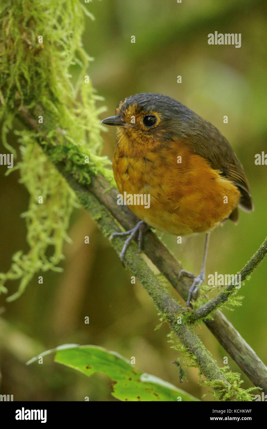Grallaire à couronne d'Ardoise (Grallaricula nana) perché sur une branche dans les montagnes de Colombie, en Amérique du Sud. Banque D'Images