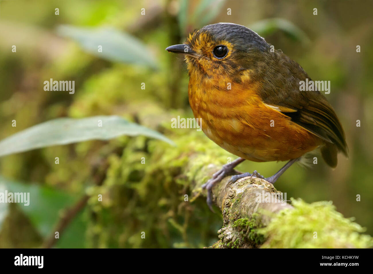 Grallaire à couronne d'Ardoise (Grallaricula nana) perché sur une branche dans les montagnes de Colombie, en Amérique du Sud. Banque D'Images