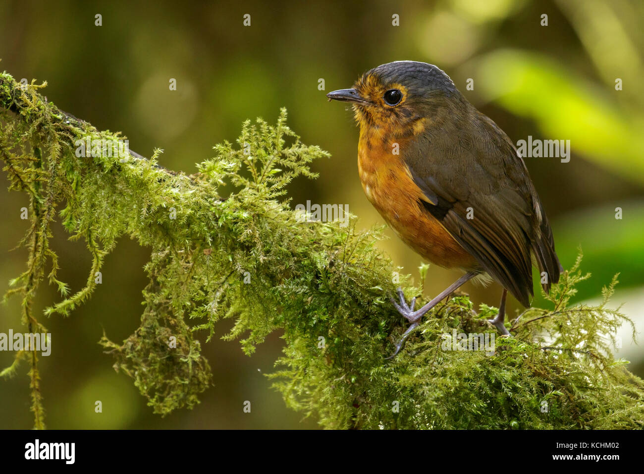Grallaire à couronne d'Ardoise (Grallaricula nana) perché sur une branche dans les montagnes de Colombie, en Amérique du Sud. Banque D'Images