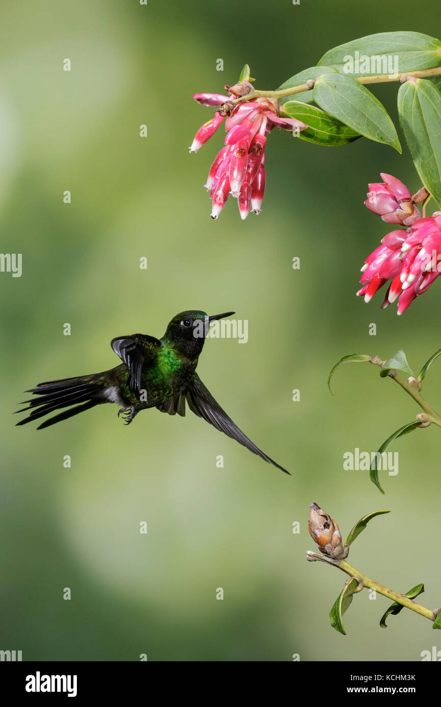 Tyrian Metaltail (Metallura tyrianthina) battant et s'alimenter à une fleur dans les montagnes de Colombie, en Amérique du Sud. Banque D'Images