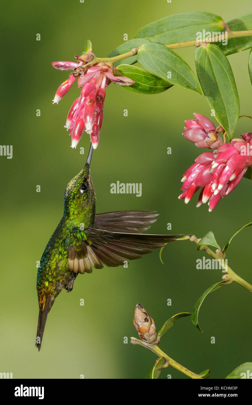 Buff-winged Starfrontlet (Coeligena lutetiae) battant et s'alimenter à une fleur dans les montagnes de Colombie, en Amérique du Sud. Banque D'Images