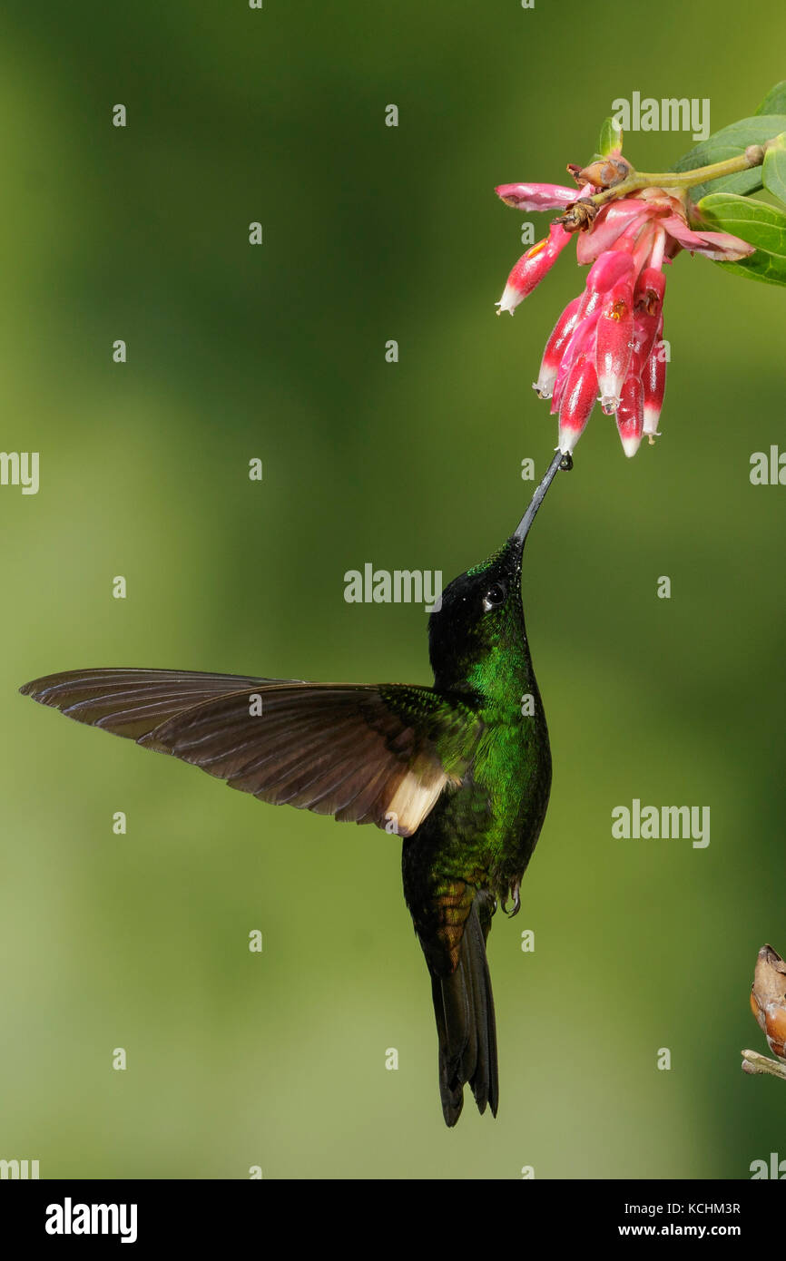 Buff-winged Starfrontlet (Coeligena lutetiae) battant et s'alimenter à une fleur dans les montagnes de Colombie, en Amérique du Sud. Banque D'Images