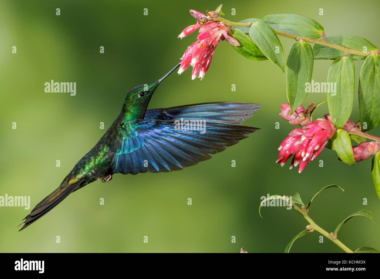 Saphirewing Pterophanes cyanopterus Great (vol) et l'alimentation à une fleur dans les montagnes de Colombie, en Amérique du Sud. Banque D'Images