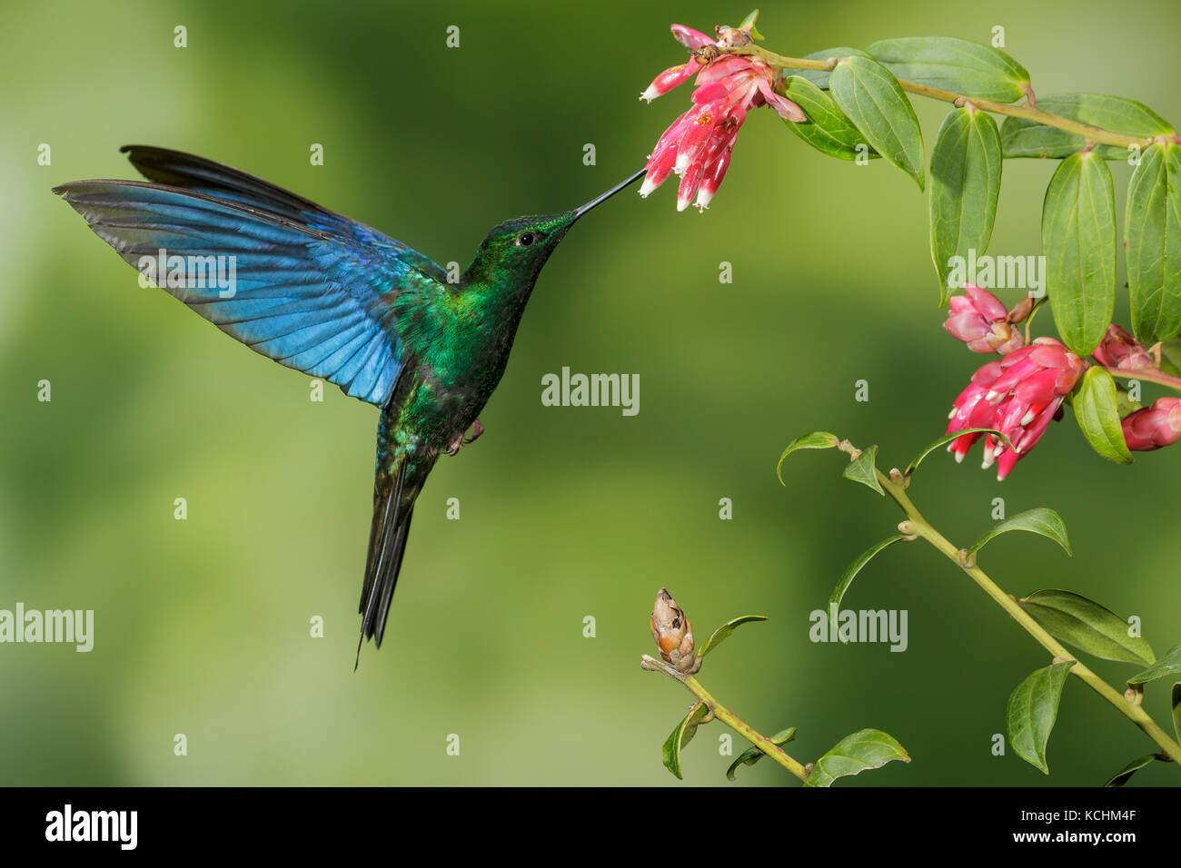 Saphirewing Pterophanes cyanopterus Great (vol) et l'alimentation à une fleur dans les montagnes de Colombie, en Amérique du Sud. Banque D'Images