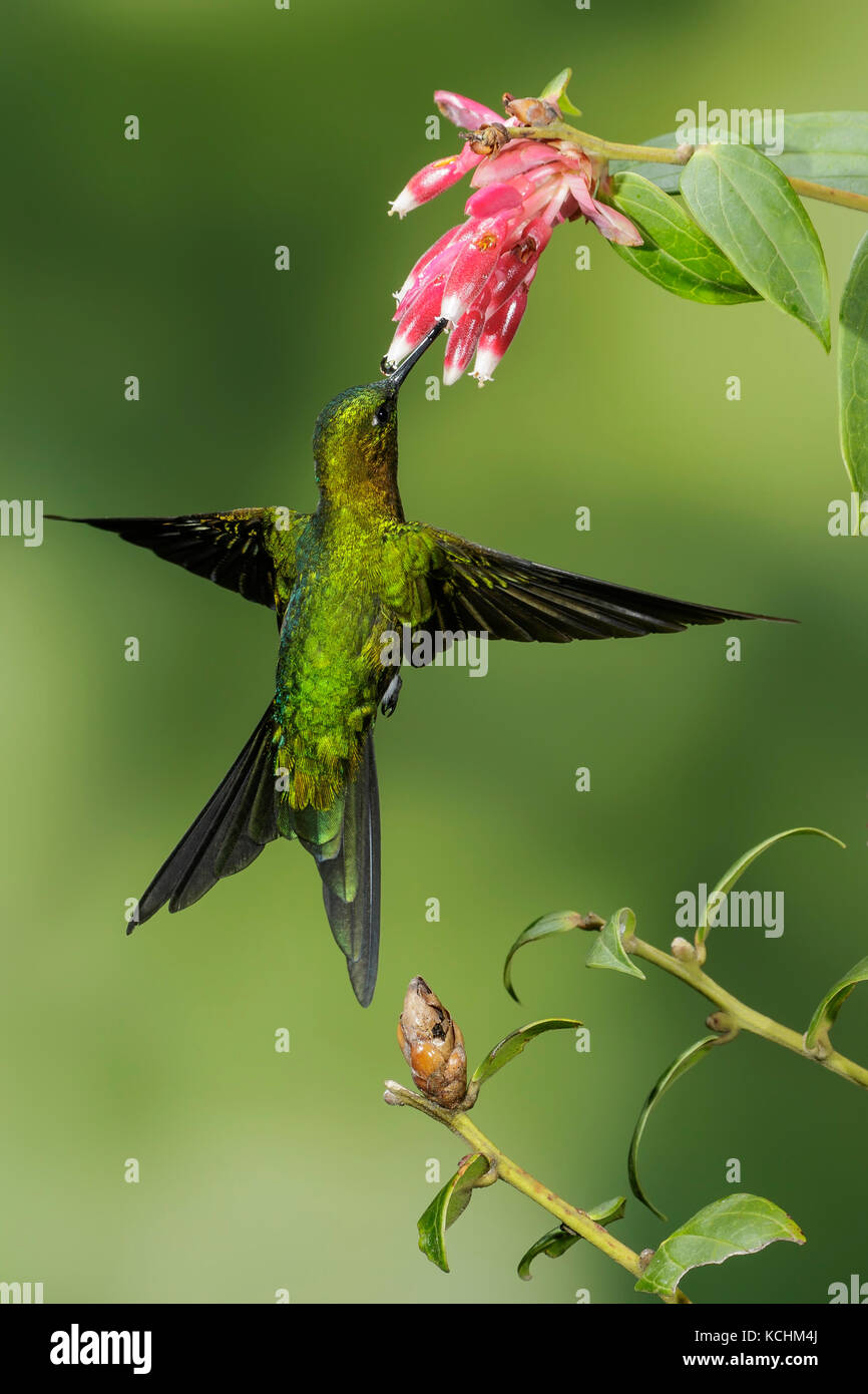 Golden-breasted Puffleg (Eriocnemis mosquera) battant et s'alimenter à une fleur dans les montagnes de Colombie, en Amérique du Sud. Banque D'Images