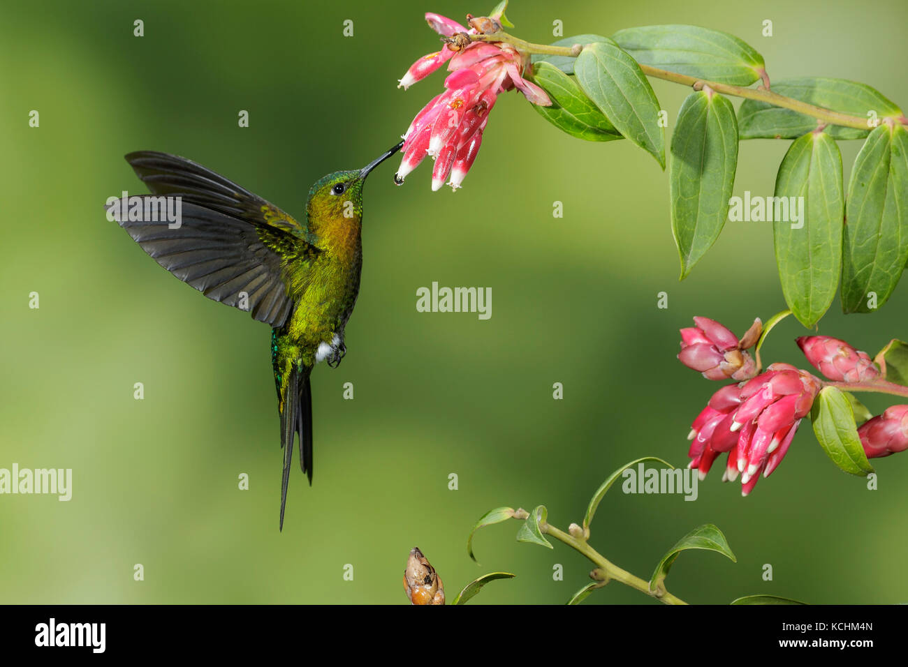 Golden-breasted Puffleg (Eriocnemis mosquera) battant et s'alimenter à une fleur dans les montagnes de Colombie, en Amérique du Sud. Banque D'Images