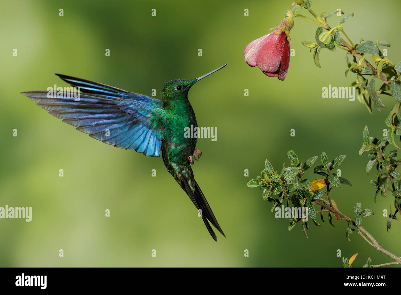 Saphirewing Pterophanes cyanopterus Great (vol) et l'alimentation à une fleur dans les montagnes de Colombie, en Amérique du Sud. Banque D'Images