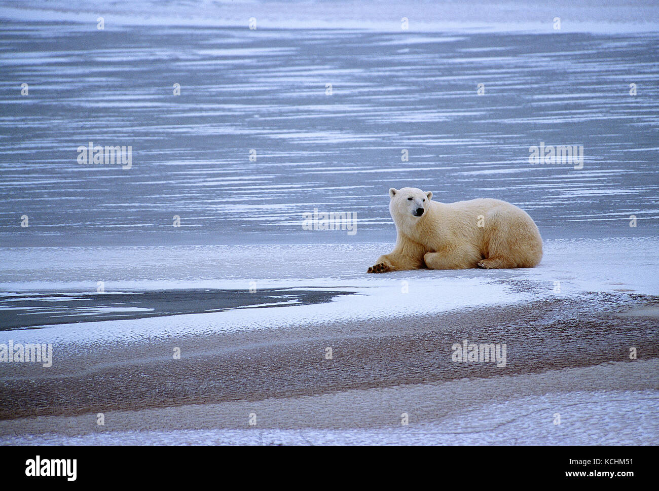 Le Canada. Au Manitoba. Churchill. La faune. L'ours polaire . Banque D'Images