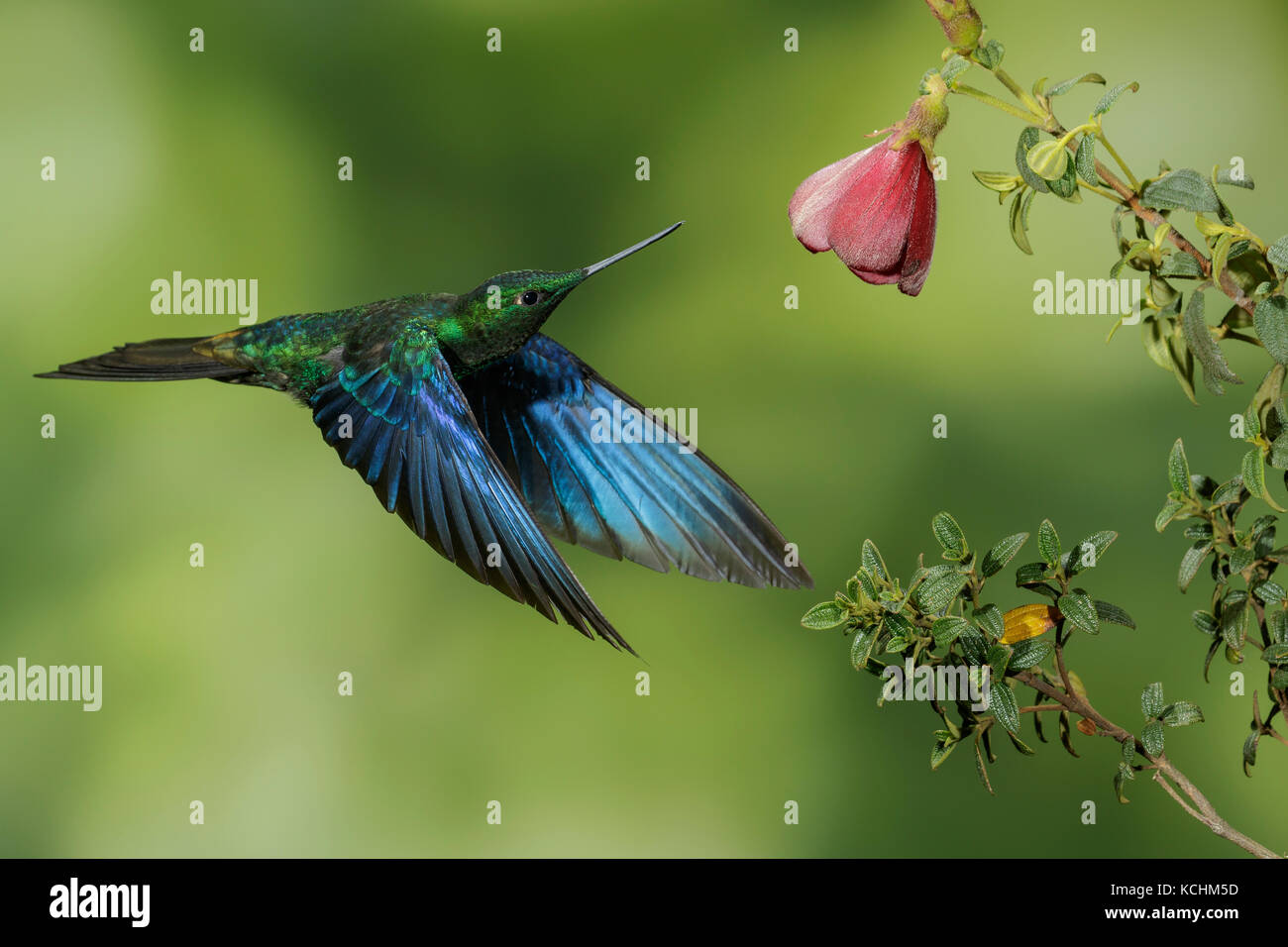 Saphirewing Pterophanes cyanopterus Great (vol) et l'alimentation à une fleur dans les montagnes de Colombie, en Amérique du Sud. Banque D'Images