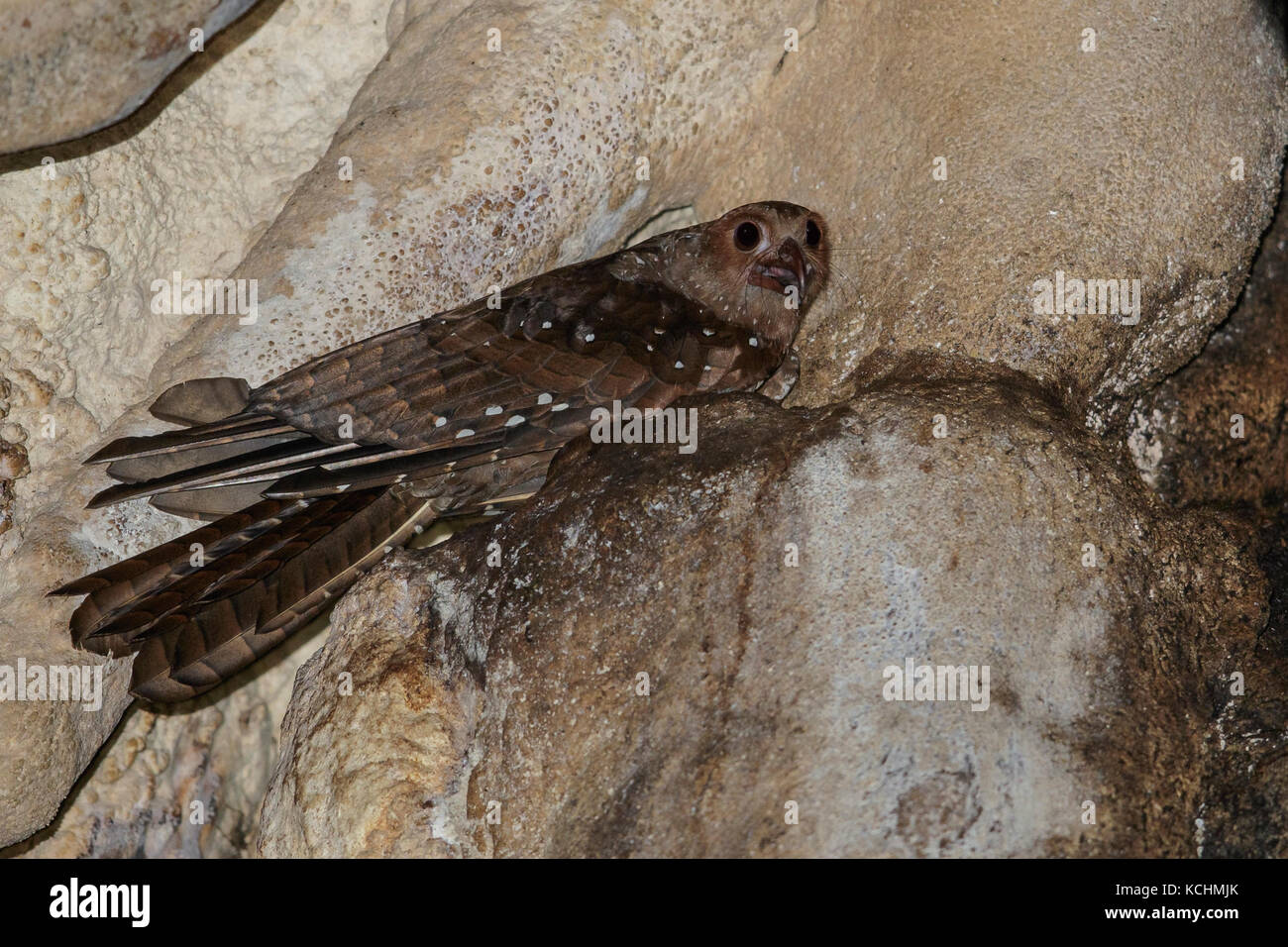 Oilbird (Steatornis caripensis) perché dans une grotte dans les montagnes de Colombie, en Amérique du Sud. Banque D'Images