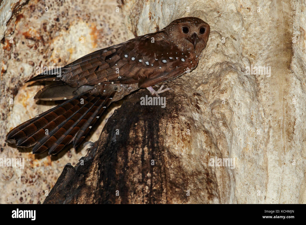 Oilbird (Steatornis caripensis) perché dans une grotte dans les montagnes de Colombie, en Amérique du Sud. Banque D'Images