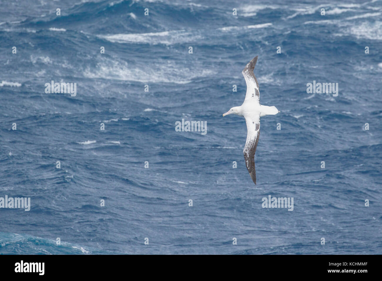 Albatros (Diomedea exulans) volant au-dessus de l'océan à la recherche de nourriture près de l'île de Géorgie du Sud. Banque D'Images