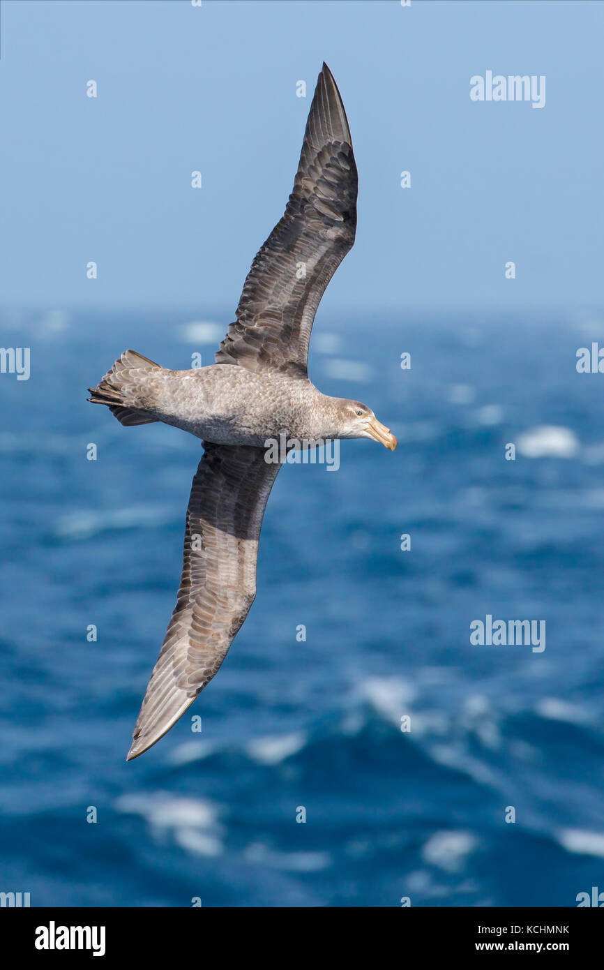 Le pétrel (Macronectes halli) volant au-dessus de l'océan à la recherche de nourriture près de l'île de Géorgie du Sud. Banque D'Images