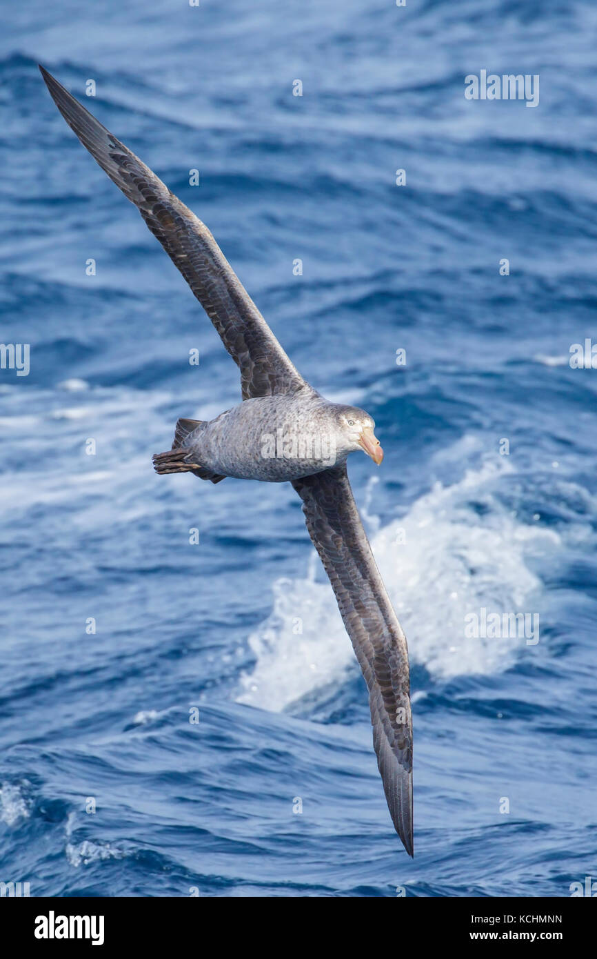 Le pétrel (Macronectes halli) volant au-dessus de l'océan à la recherche de nourriture près de l'île de Géorgie du Sud. Banque D'Images