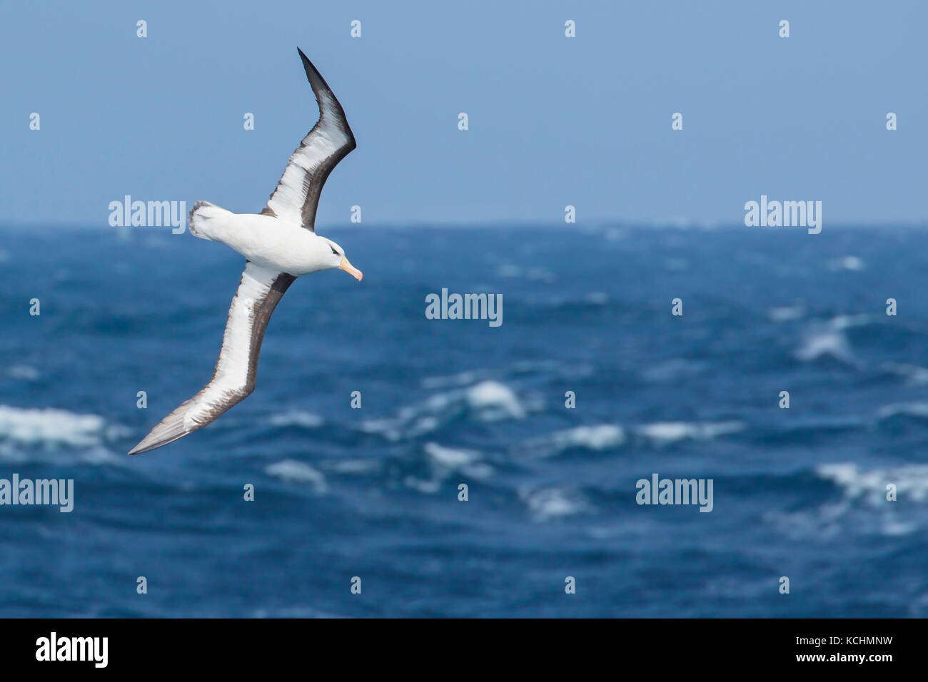 Albatros à sourcils noirs (Thalassarche melanophris) volant au-dessus de l'océan à la recherche de nourriture près de l'île de Géorgie du Sud. Banque D'Images