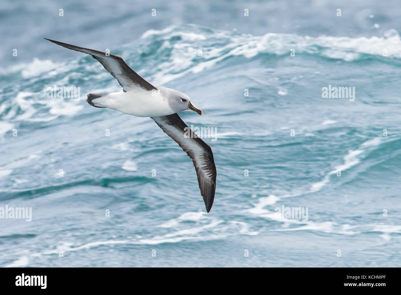 Albatros à tête grise (Thalassarche chrysostoma) volant au-dessus de l'océan à la recherche de nourriture près de l'île de Géorgie du Sud. Banque D'Images