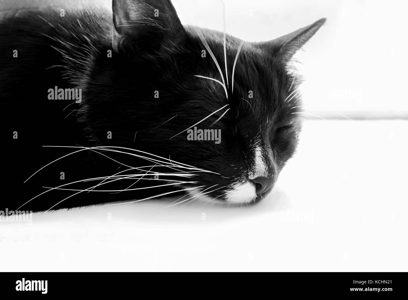 Tête de Chat noir qui dort sur le rebord de fenêtre blanc. Banque D'Images
