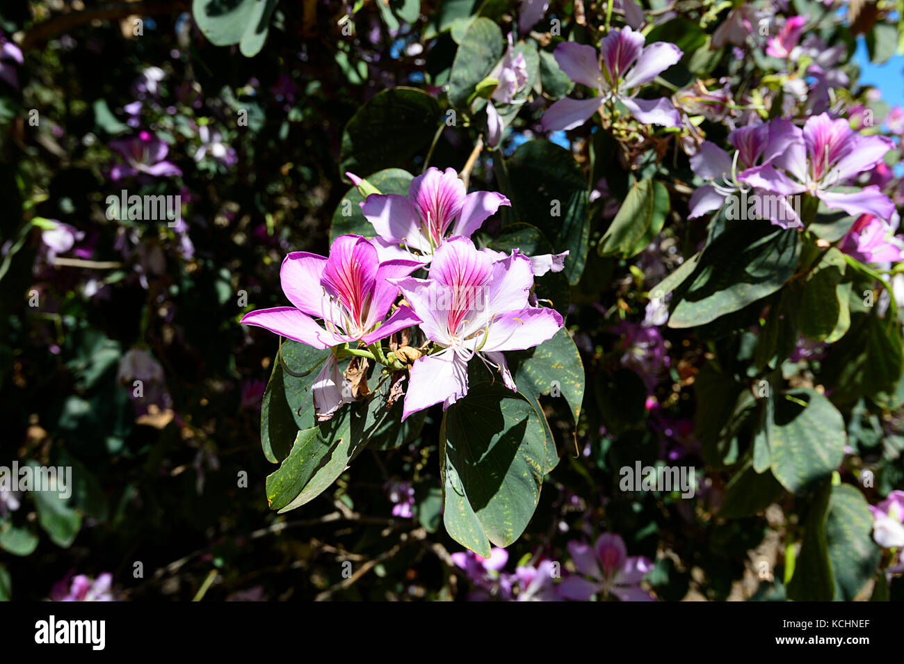 Hong-Kong Orchid Tree (Bauhinia blakeana), Mareeba, Atherton, Far North Queensland, Australie Banque D'Images